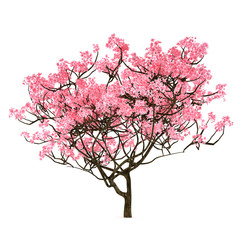 Fototapeta premium Sakura tree isolated