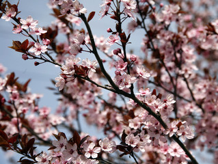 Beautiful flowering cherry tree springtime as a sakura backgroun