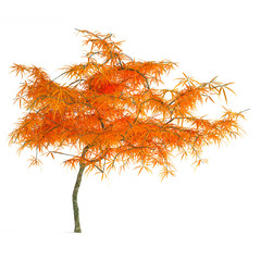 Autumn tree isolated.