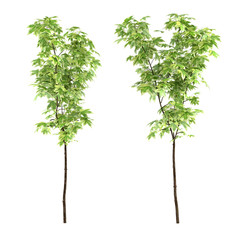 Young trees isolated