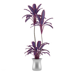 Exotic violet palm plant tree in the pot