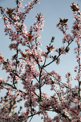 Pink colored cherry blossom branch in the garden against blue sk