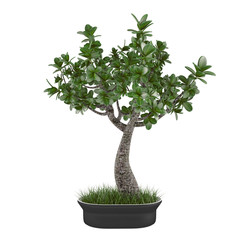 Plant tree in the pot