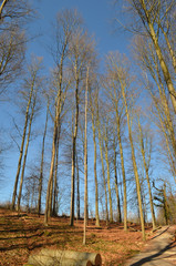 Beech forest on a hill in winter, Hallerbos