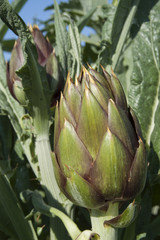 artichokes