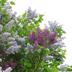 Lilas blanc et mauve