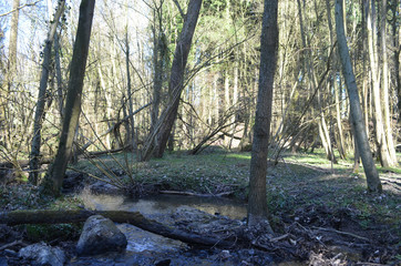 Streamside forest with golden-saxifrage in Hallerbos