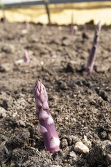 a field of asparagus