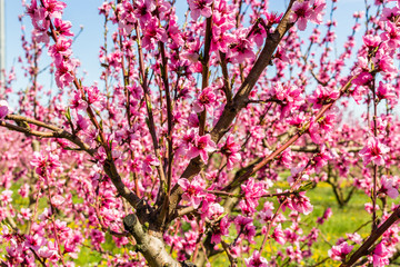 The arrival of spring in the blossoming of peach trees treated w