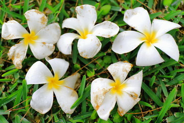 Obraz premium Tiaré flowers. Lonnoc Beach-Vanuatu. 0001