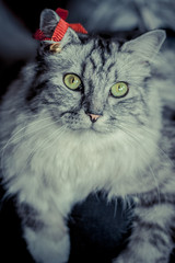 Chat Gris à poils longs