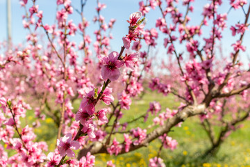 The arrival of spring in the blossoming of peach trees treated w