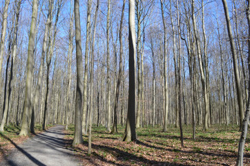 Walking trail through beech forest, Hallerbos