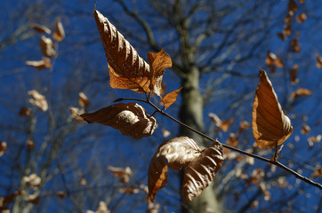 Brown beech leaves on twigs, Hallerbos