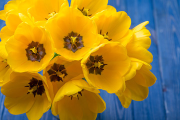 flowers tulips yellow bouquet on blue backgraund