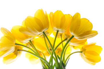 flowers tulips yellow bouquet isolated on white