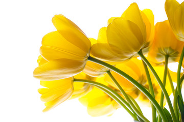 flowers tulips yellow bouquet isolated on white
