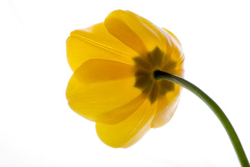 flower tulip yellow isolated on white background