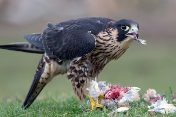 Peregrine Falcon (Falco Peregrinus)