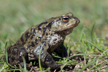 Common Toad (Bufo Bufo)