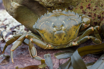 Green Shore Crab (carcinus maenus)