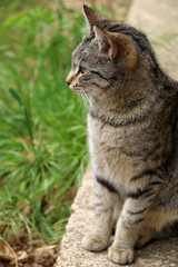 Brown tabby cat sitting in th garden. Selective focus.