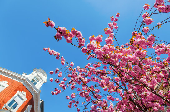 Stra&szlig;e mit Kirschbl&uuml;te in der Bonner Altstadt
