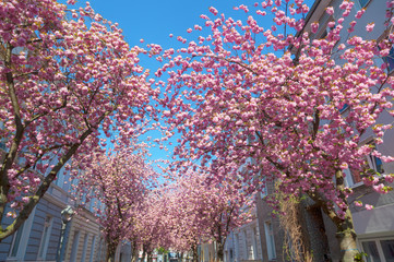 Straße mit Kirschblüte in der Bonner Altstadt