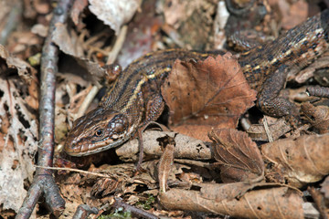 Viviparous Lizard (Zootoca Vivipara)