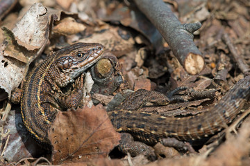 Viviparous Lizard (Zootoca Vivipara)