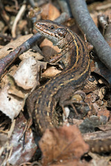 Viviparous Lizard (Zootoca Vivipara)