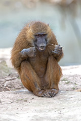Guinea Baboon (papio papio)