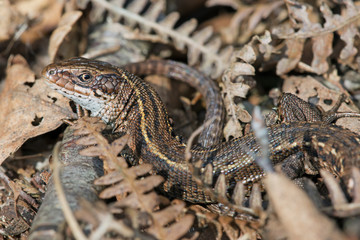 Viviparous Lizard (Zootoca Vivipara)