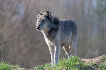 Naklejka na ściany i meble Grey Wolf (Canis Lupis)