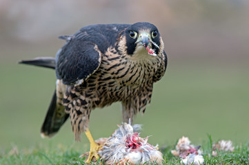 Peregrine Falcon (Falco Peregrinus)