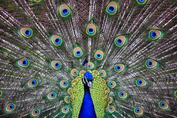 Obraz premium Peacock