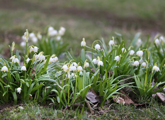 Obraz premium snowdrops in the park
