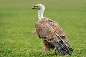 Vulture sitting in Grass