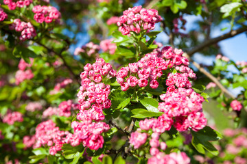 Bloosoming pink flowers of hawthorn tree