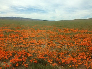 カリフォルニアポピーの花畑　アンテロープバレー