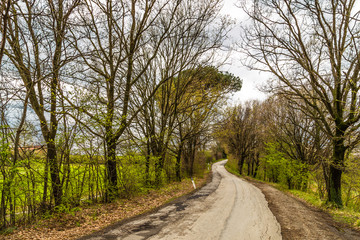The serenity of a country road in the middle of fields during sp
