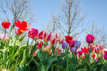 springtime: Colorful tulips :)