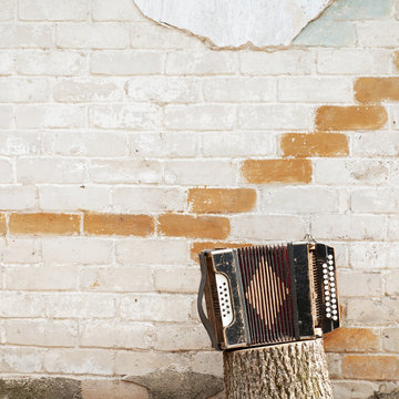 accordion on the stump