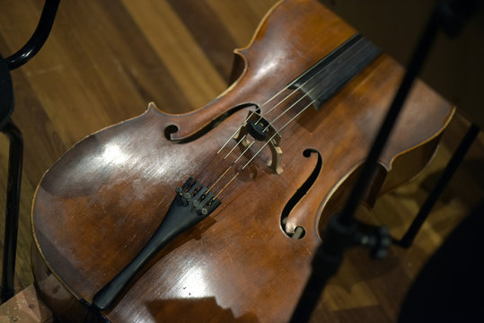 Viola