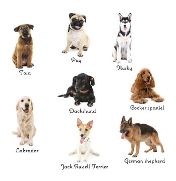 Different breeds of dogs