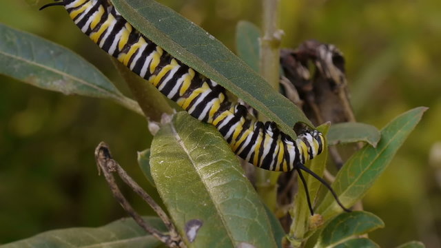 Monarch Caterpillar Eating Milk Weed Plant Time Lapse
