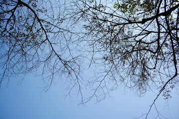Silhouette dry branches of tree.