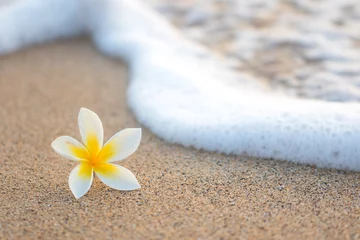 Foto auf Leinwand Plumeria-Blume am Strand © aliaj
