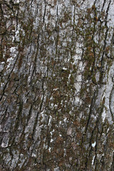 Fototapeta premium old wood