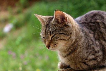 Brown tabby cat lying in the garden, trying to sleep.